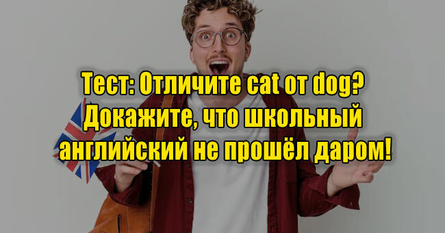 Отличите cat от dog? Докажите, что школьный английский не прошёл даром!