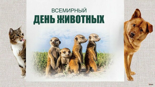 Онлайн - викторина«Эти удивительные животные»