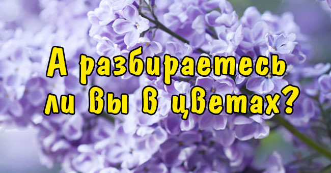 А разбираетесь ли вы в цветах?