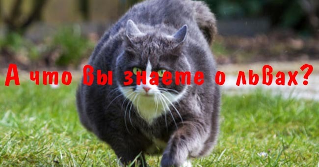 А что вы знаете о львах?
