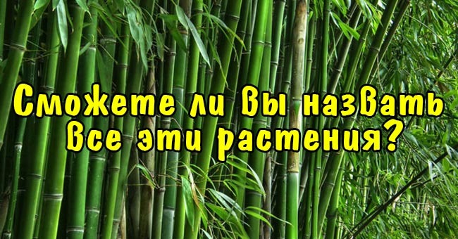 Сможете ли вы назвать все эти растения?