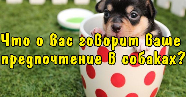 Что о вас говорит ваше предпочтение в собаках.