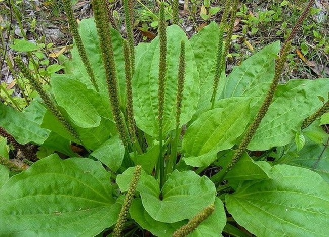 Тест: Сможете ли вы угадать лекарственное растение по фото?