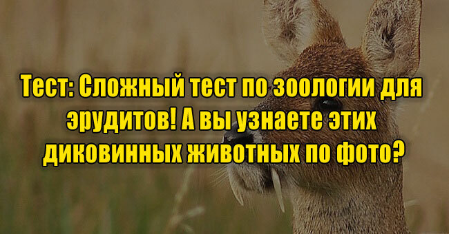 Сложный тест по зоологии для эрудитов! А вы узнаете этих диковинных животных по фото?