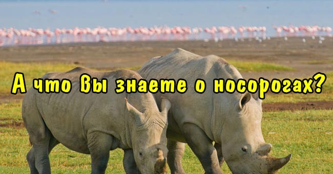 А что вы знаете о носорогах?