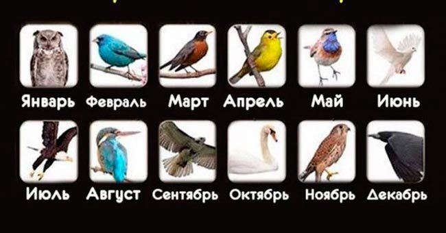 Что расскажет птица вашего месяца рождения?