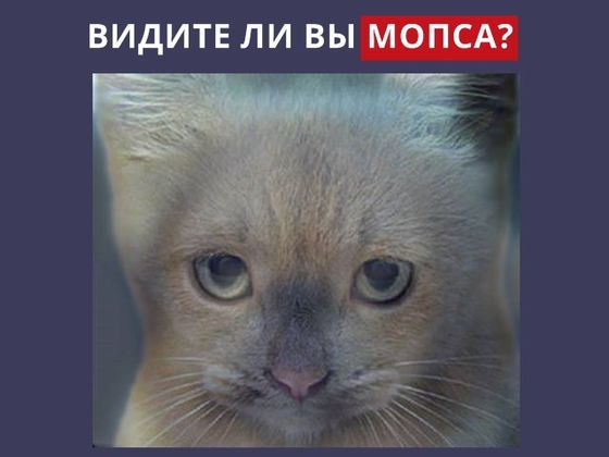 А каким типом интроверта являетесь вы?