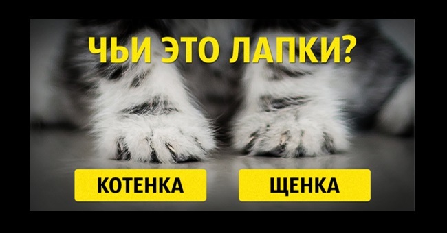 Сможете ли вы угадать, чьи это лапки: щенка или котенка?