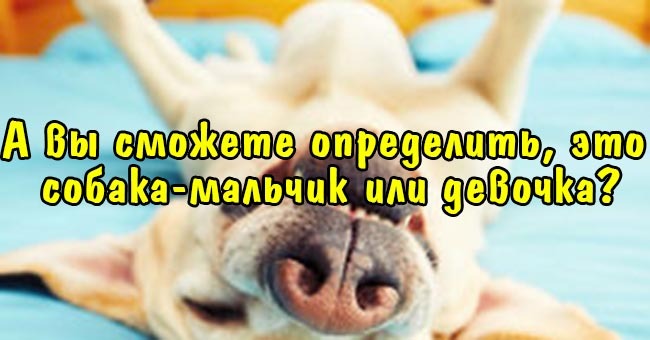 А вы сможете определить, это собака-мальчик или девочка?