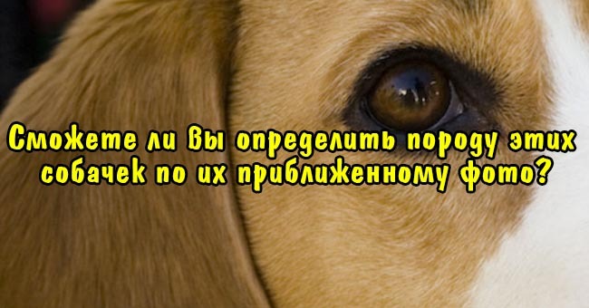 Сможете ли вы определить породу этих собачек по их приближенному фото?