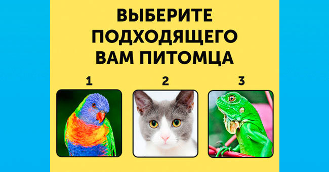 Тест на тип интеллекта