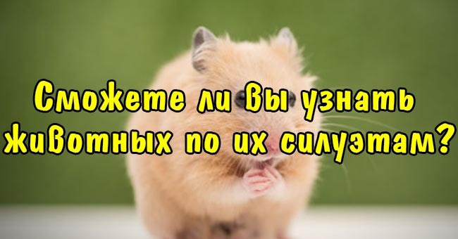Сможете ли вы узнать животных по их силуэтам?