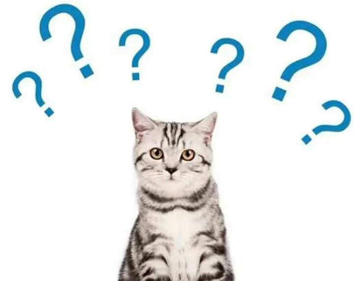 Что из следующих комбинаций не является анаграммой названия животного?