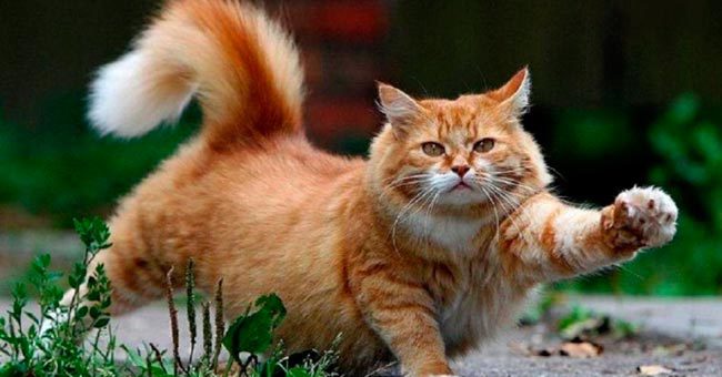 Это миф или правда о кошках?