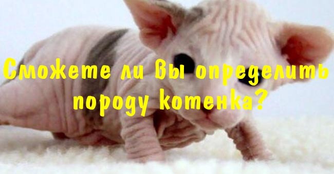 Сможете ли вы определить породу котенка?