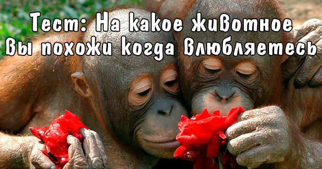 Тест: Узнай на какое животное вы похожи, когда влюбляетесь?