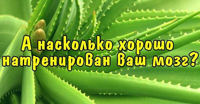 А насколько хорошо натренирован ваш мозг?