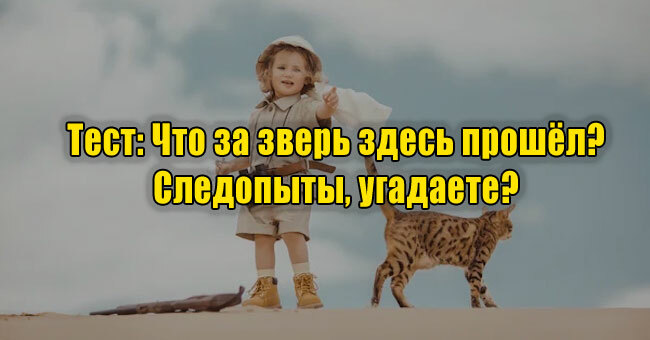 Что за зверь здесь прошёл? Следопыты, угадаете?