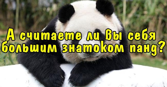А считаете ли вы себя большим знатоком панд?