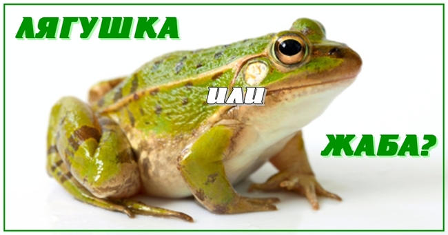 А вы путаете этих животных?