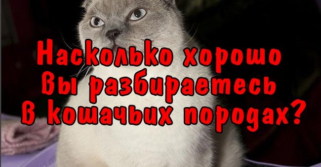 Насколько хорошо вы разбираетесь в кошачьих породах?