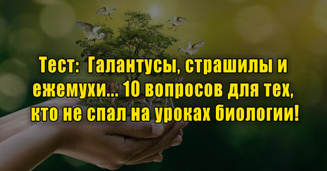 Галантусы, страшилы и ежемухи... 10 вопросов для тех, кто не спал на уроках биологии!