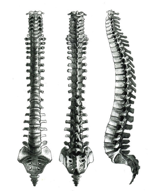 Скелет позвоночника человека