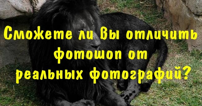 Сможете ли вы отличить фотошоп от реальных фотографий?