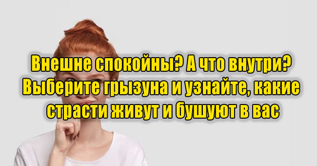 Внешне спокойны? А что внутри? Выберите грызуна и узнайте, какие страсти живут и бушуют в вас