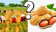 Тест: А вам под силу угадать, как растут эти продукты питания?