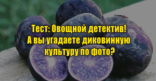Овощной детектив! А вы угадаете диковинную культуру по фото?