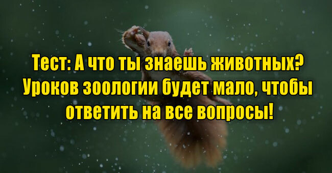 А что ты знаешь животных? Уроков зоологии будет мало, чтобы ответить на все вопросы!