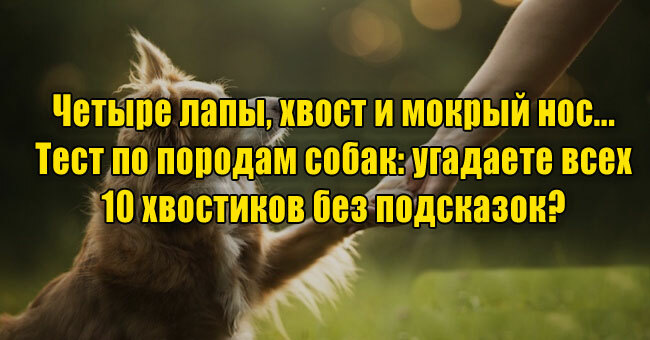 Четыре лапы, хвост и мокрый нос... А вы готовы назвать все 10 пород с первой попытки?