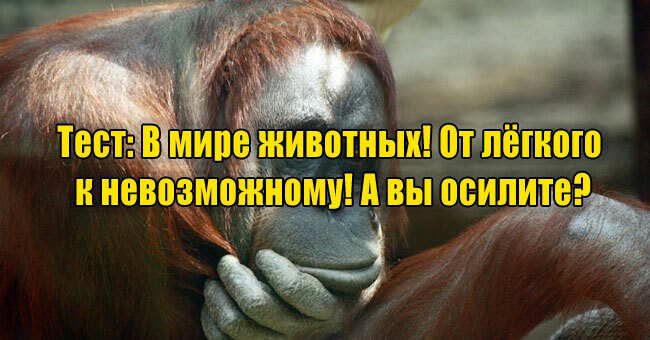 В мире животных! От лёгкого к невозможному! А вы осилите?