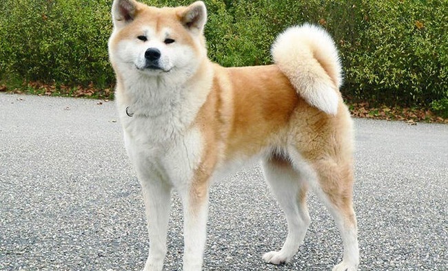 японская собака для охоты на крупного зверя