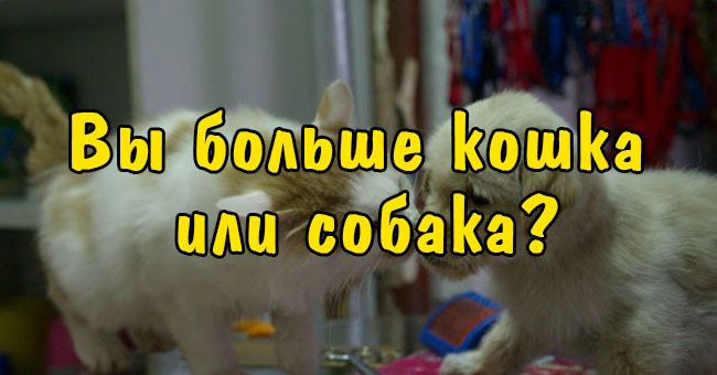 Вы больше кошка или собака?