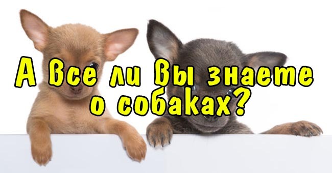 А все ли вы знаете о собаках?