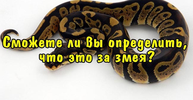 Сможете ли вы определить, что это за змея?