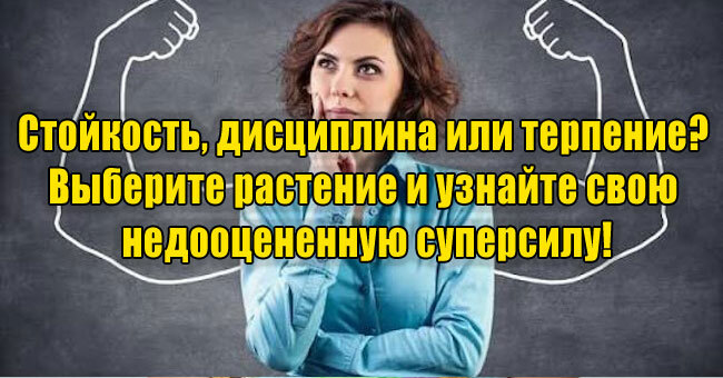 Стойкость, дисциплина или терпение? Выберите растение и узнайте свою недооцененную суперсилу!