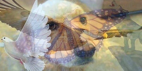 То животное, которое вы увидели первым, является точным отражением вашего характера